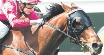 CB Cox Stakes Preview