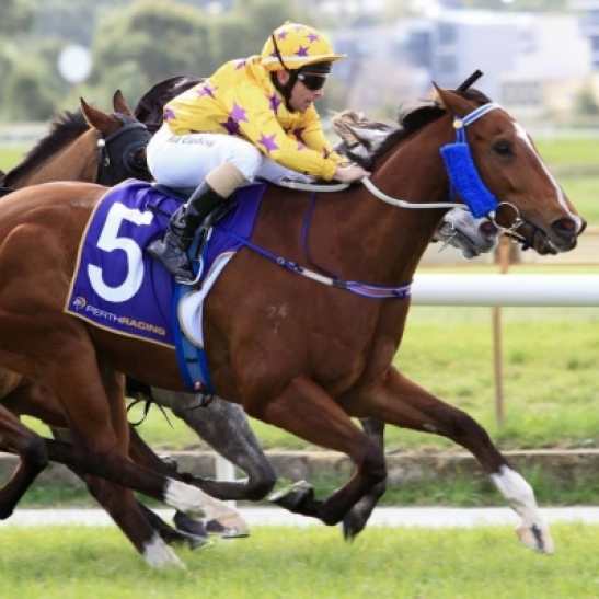 Simon Miller remains supremely confident about the chances of Bombora in today's Hannan's Handicap.