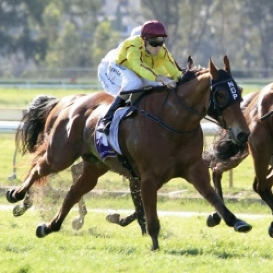 An incredible run this campaign sees the Parnham trained gelding a short priced favourite in the six horse field
