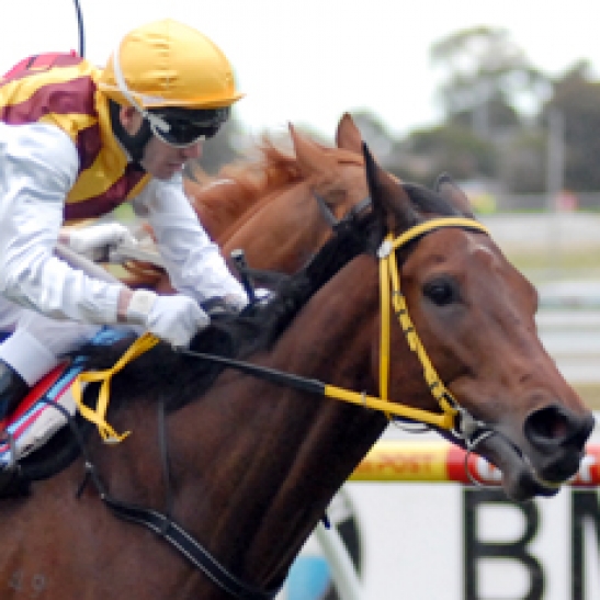 Shoot Out and Fat Al share favouritism in Sydney's famous mile