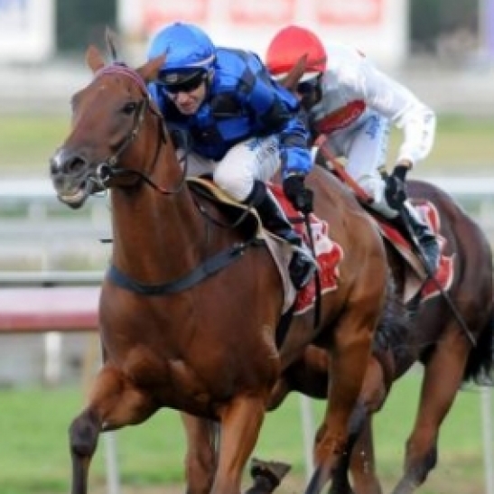 Top Brisbane trainer Robert Heathcote says Winterbottom-bound sprinter Buffering will have no excuses if he cannot break his Group I drought in Friday night?s Manikato Stakes (1200m) at Moonee Valley.
