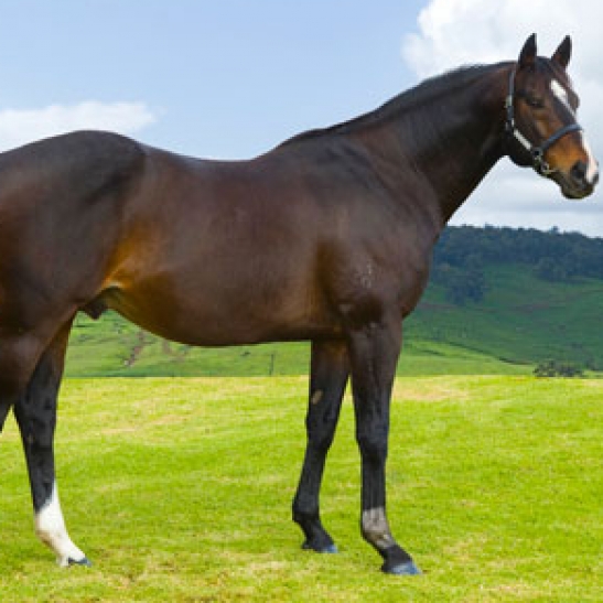 Champion mare Horlicks dies at 28 years