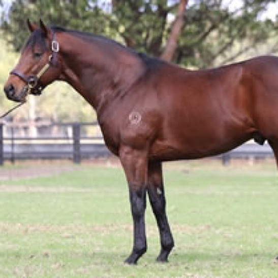 50% reduction available to all stallion bookings made before July.
