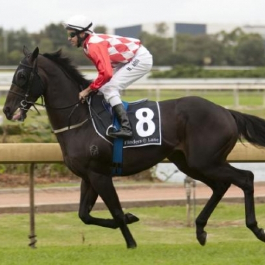 The Kiwi bred galloper won 6 of his 22 starts up to Group 3 level in the Newcastle Newmarket.