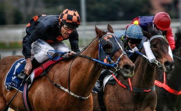 Eight time Group winner Whobegotyou has died peacefully this morning at the Victorian property of prominent owner Laurence Eales.